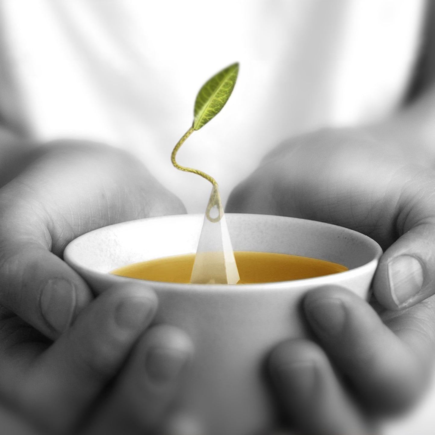 Tea Forte Assorted Green Tea Petite Presentation Box Tea Gift Set Sampler, 10 Count, 2 of Each Variety Individually Wrapped Handcrafted Pyramid Infuser Bags