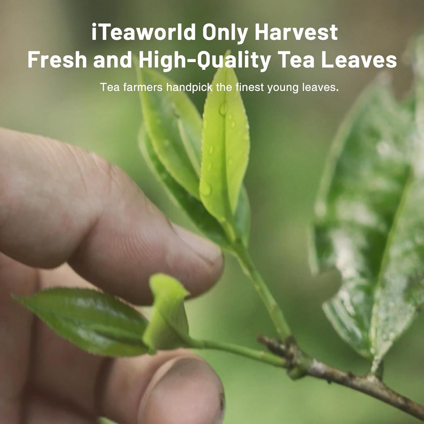 iTeaworld Loose Leaf Tea Sampler Chinese Tea Samplers, 8 Flavors Oolong Tea and Black Tea With Mediumly Caffeinated, High Mountain Tea, Sugar Free for Health Come with 20 Tea Bags, 2.1oz