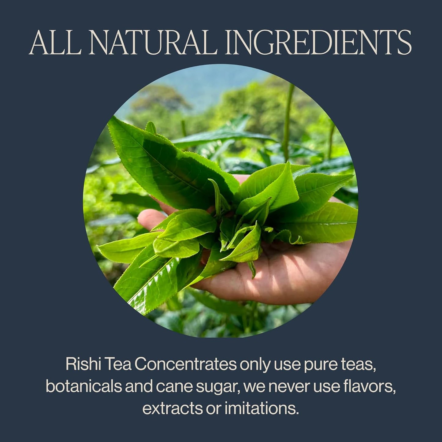 Rishi Tea Masala Chai Latte - Organic Black Tea Concentrate, Easy-to-Serve Hot or Iced Chai Mix - 32 fl oz Carton, 8 Servings (Pack of 12)