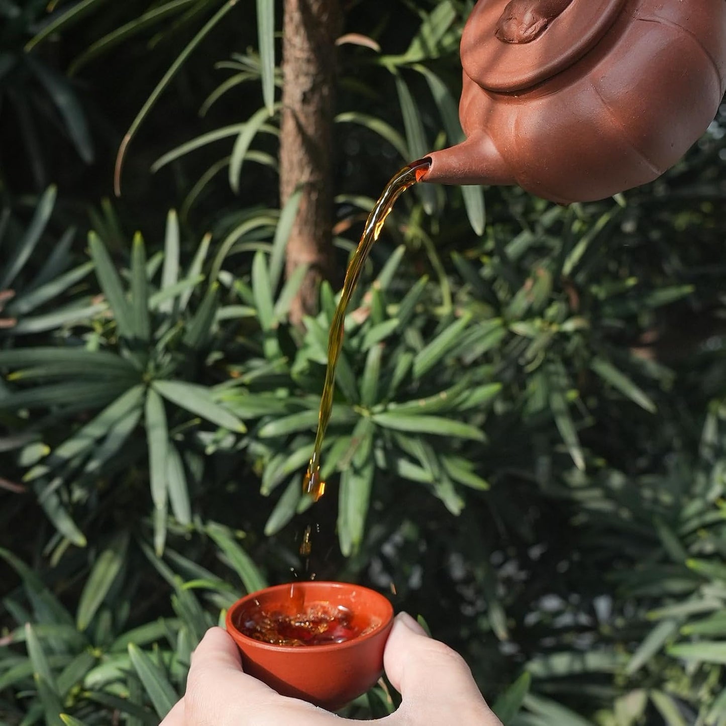 iTeaworld Chinese Flower Tea Sampler - 6 Flavor Mixed Pack (Jasmine Black/Green/Tieguanyin/Liu Bao Tea, Osmanthus Tieguanyin, Rose Black Tea), Assorted Tea, 20 Individual Small Packages, 3.53oz