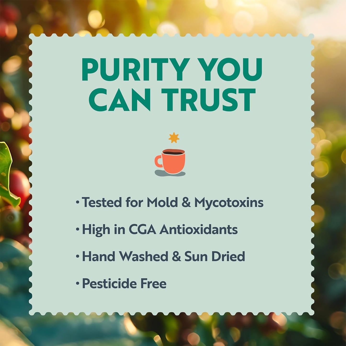 Clean Coffee Co. - Low Acid Medium-Dark Roast, Tested for Molds and Toxins, Papua New Guinea Blend, Notes of Milk Chocolate and Roasted Almonds (Ground, 12 oz Bag)