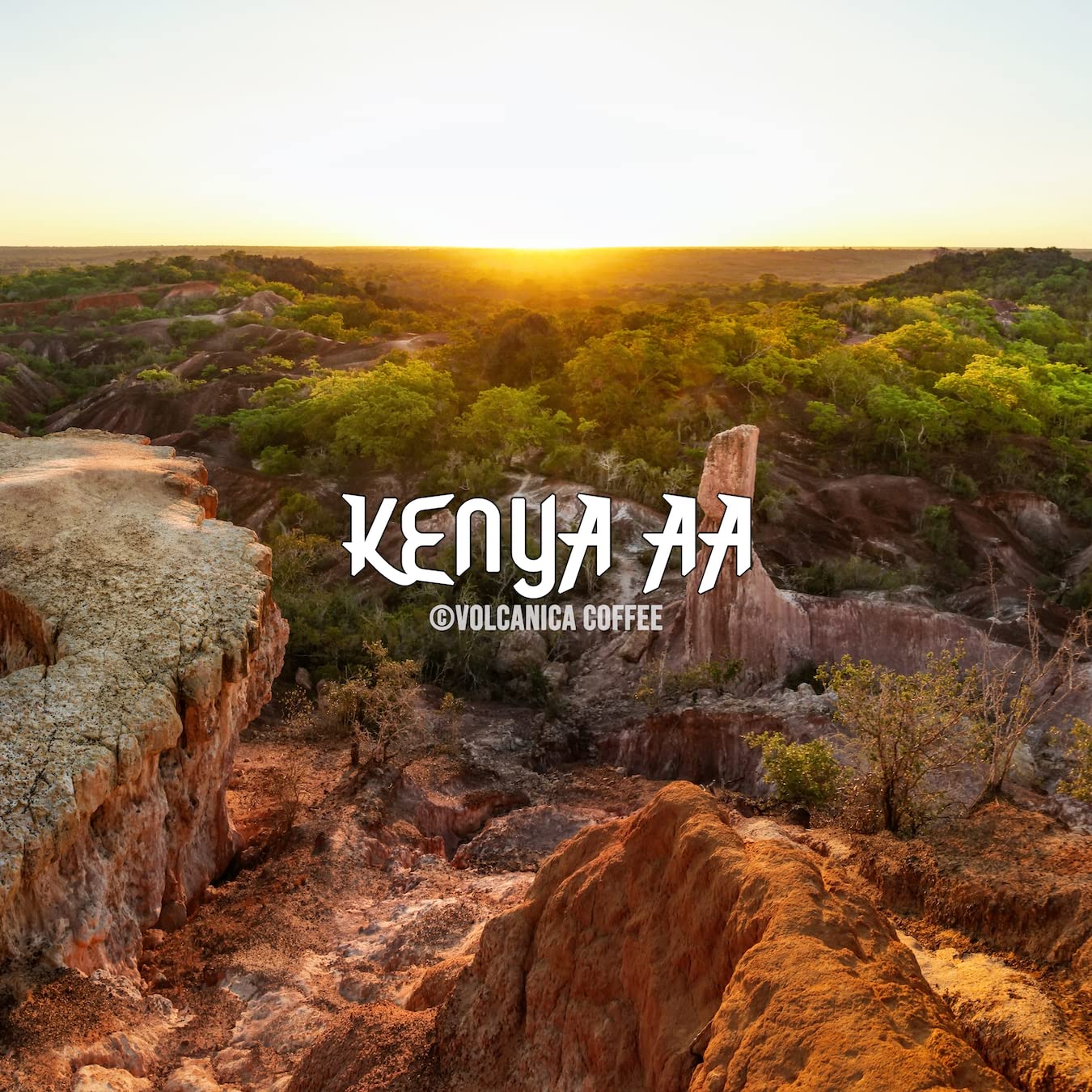 Kenya AA Coffee, 100% Pure, Ground, Fresh Roasted, 16-ounce