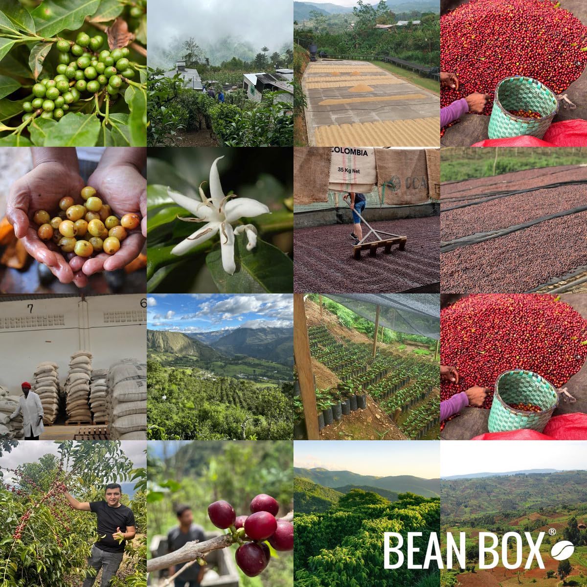 Civitas Blend - Roasted by Huckleberry Roasters - Whole Bean Coffee - 12 Ounce Bag