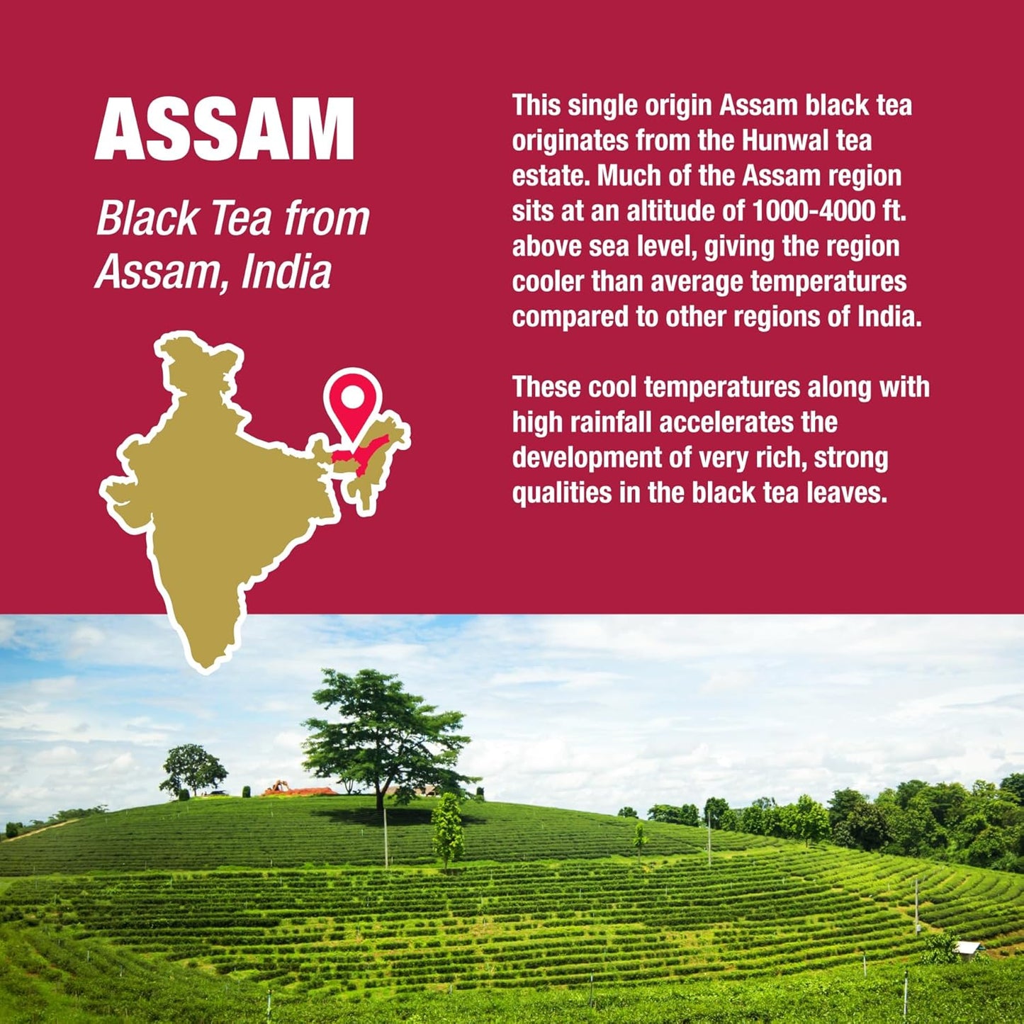 Tiesta Tea - Assam Black Tea, Loose Leaf, Single Origin Premium Black from India, High Caffeinated, Make Hot or Iced & Brews Up to 50 Cups, Pure Unblended, 4oz Refillable Tin