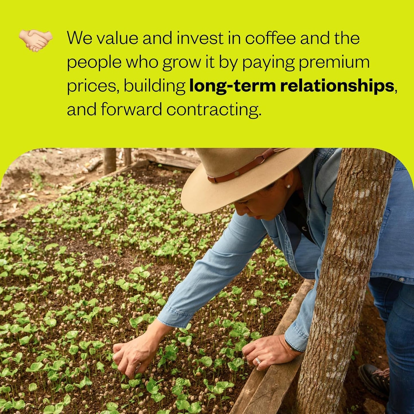 Counter Culture Coffee Hologram - Medium Roast, Sustainably Farmed, Kosher, Whole Bean Coffee, 12 oz (1 Bag)