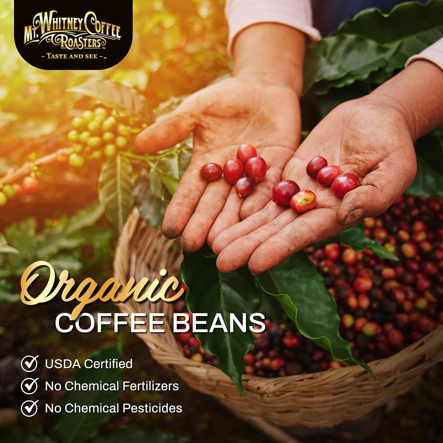 Mt. Whitney Guatemala Adiesto Cooperative Organic, Low Acid Coffee - Ground Coffee (Ground, 12oz)