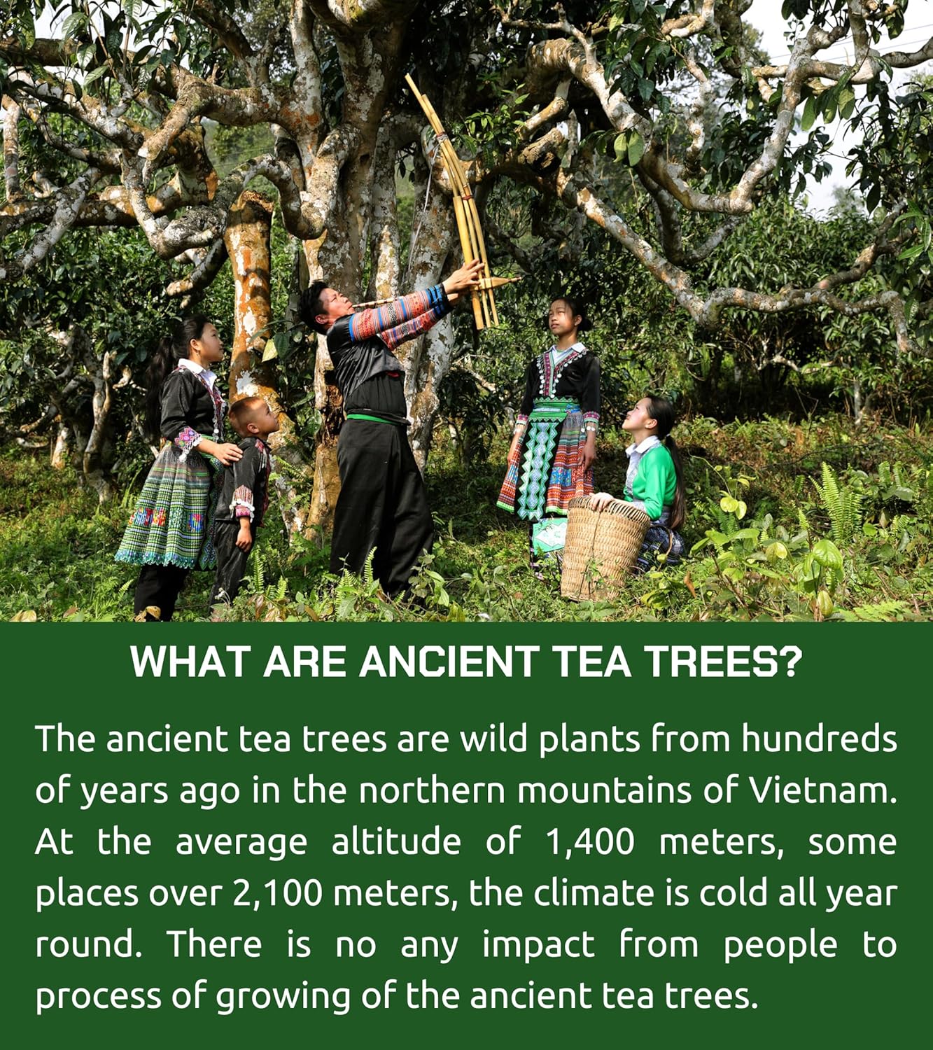 VIXI Oolong Tea Loose Leaf (16.00 Oz), Vietnam's Mountain Tea, Bold Flavored, Dried Whole Full Large Leave, 100% Natural from Ancient Tea Tree for Hot and Cold Brew