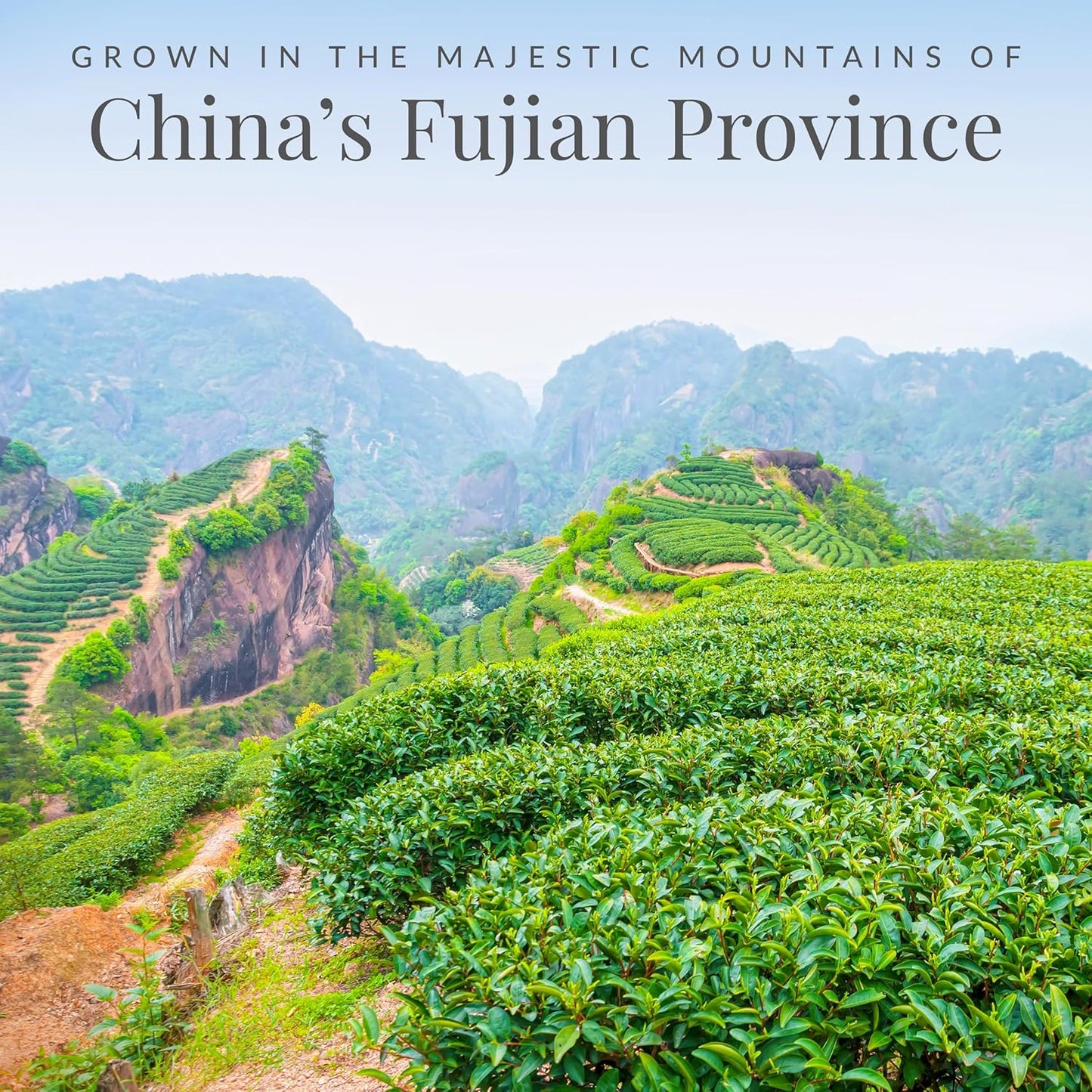 The Republic of Tea – Honey Mango 100% White Tea Bags, Steeps 250 Low-Caffeinated Cups